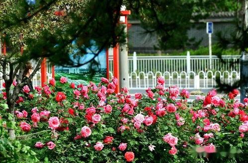 襄阳网红月季基地地址,花海漫步，浪漫花事尽收眼底