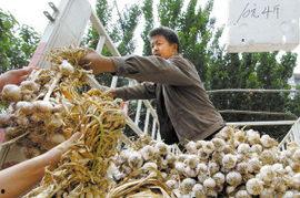 山东今日头条大蒜价钱,今日头条实时更新行情动态