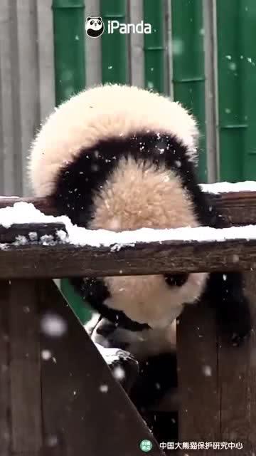 吃瓜小熊外国,外国视角下的中国网络文化现象解析