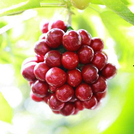 爆料提子视频大全最新网站