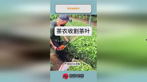 头条号茶农叶,探寻茶文化的传承与创新之路